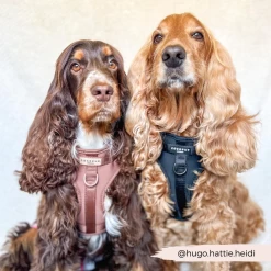 NAKD Adjustable Neck Harness, Lead, Collar & Poop Bag Holder Bundle - Liquorice -Cocopup London 4 e7202505 1a36 4b69 babd f9abca515be4