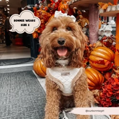 Quilted Adjustable Neck Harness, Lead & Collar Bundle -Cocopup London 51 020a1c2c ca27 4f45 8938 4085778ef802