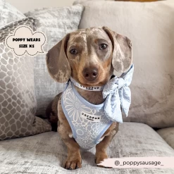 Luxe Baby Blue Flower Adjustable Neck Harness, Lead & Collar Bundle -Cocopup London 52 168bf461 534b 416f a4ea 6524e64a40df