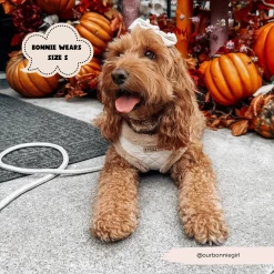 Quilted Adjustable Neck Harness, Lead & Collar Bundle -Cocopup London 52 173eb8b2 fa91 4e3d 8cc0 eee9ad0130e3