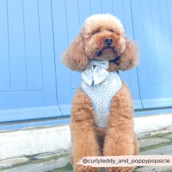 Luxe Baby Blue Flower Adjustable Neck Harness, Lead & Collar Bundle -Cocopup London 53 61e3710a 1db9 4e8e 9971 319bfad3423d