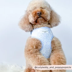 Luxe Baby Blue Flower Adjustable Neck Harness, Lead & Collar Bundle -Cocopup London 54 5056b1c3 dafc 4419 9796 de58cb6b746f