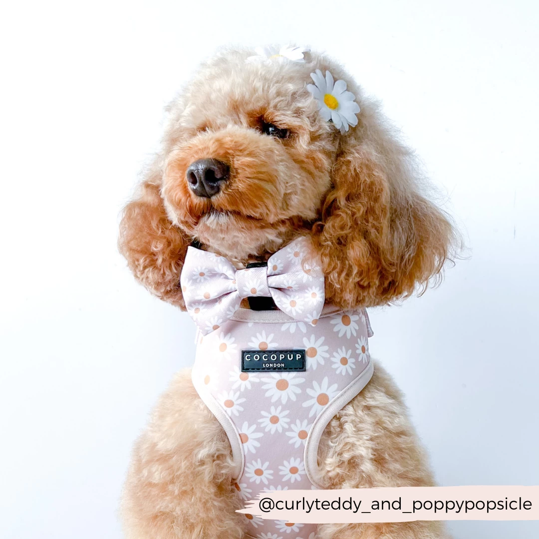 Daisy Chain Adjustable Neck Harness, Lead & Collar Bundle 17 Daisy Chain Adjustable Neck Harness, Lead & Collar Bundle - Image 15