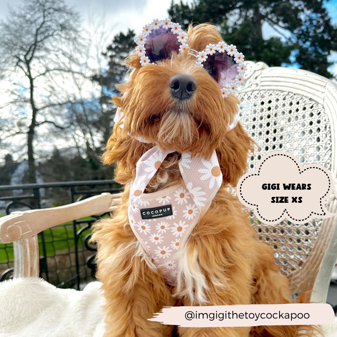 Daisy Chain Adjustable Neck Harness, Lead & Collar Bundle 19 Daisy Chain Adjustable Neck Harness, Lead & Collar Bundle - Image 17