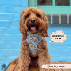 Smiley Pawty Tent Adjustable Neck Harness -Cocopup London 59 3b6a1d6b 9b1e 41d6 b454 c29d36bbc75c