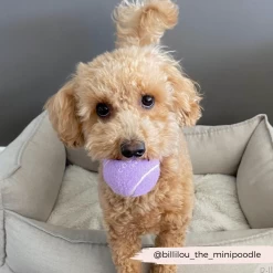 Tennis Ball - Lively Lilac -Cocopup London 5 02f05b78 f54c 4e7d b476 452576324fd7