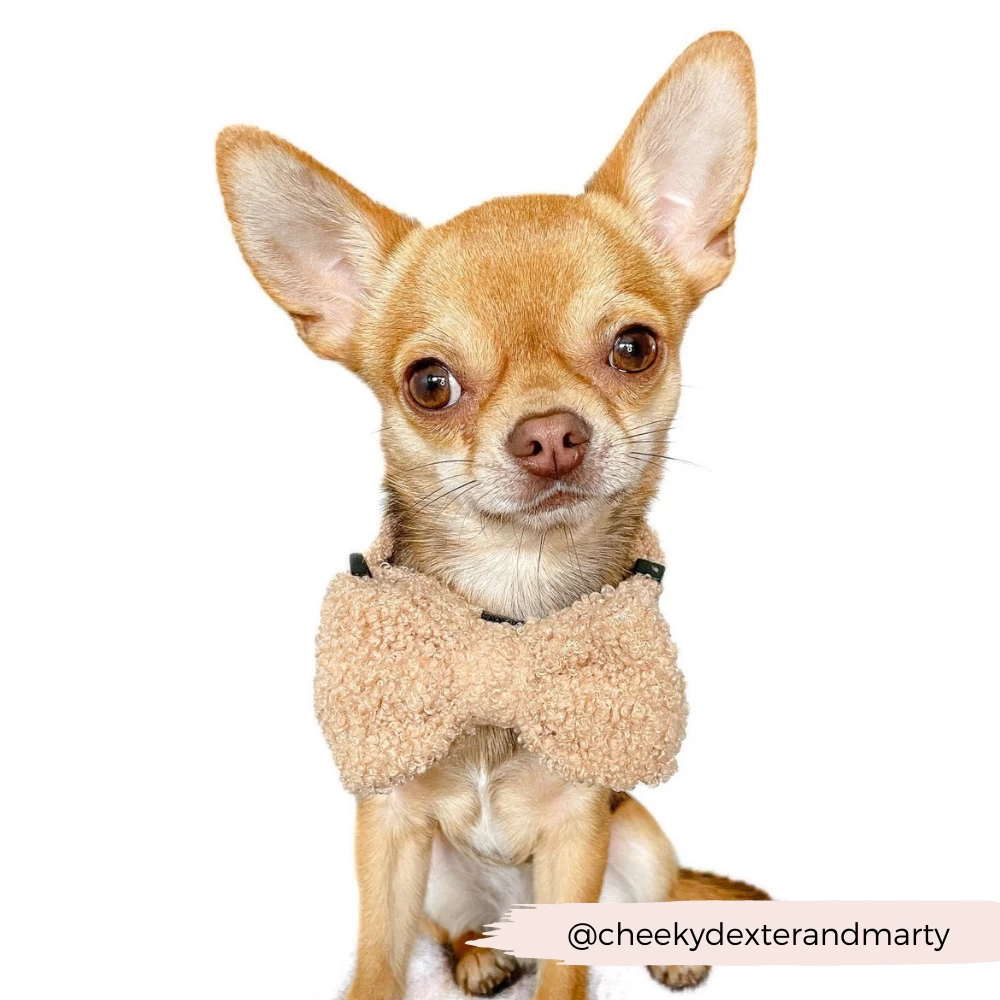 Teddy Bow Tie - Rupert 7 Teddy Bow Tie - Rupert - Image 5