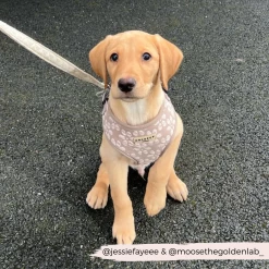 Luxe Adjustable Neck Harness - Mocha Flower -Cocopup London 5 331cb10a 7fba 4538 b114 0c85969449d2