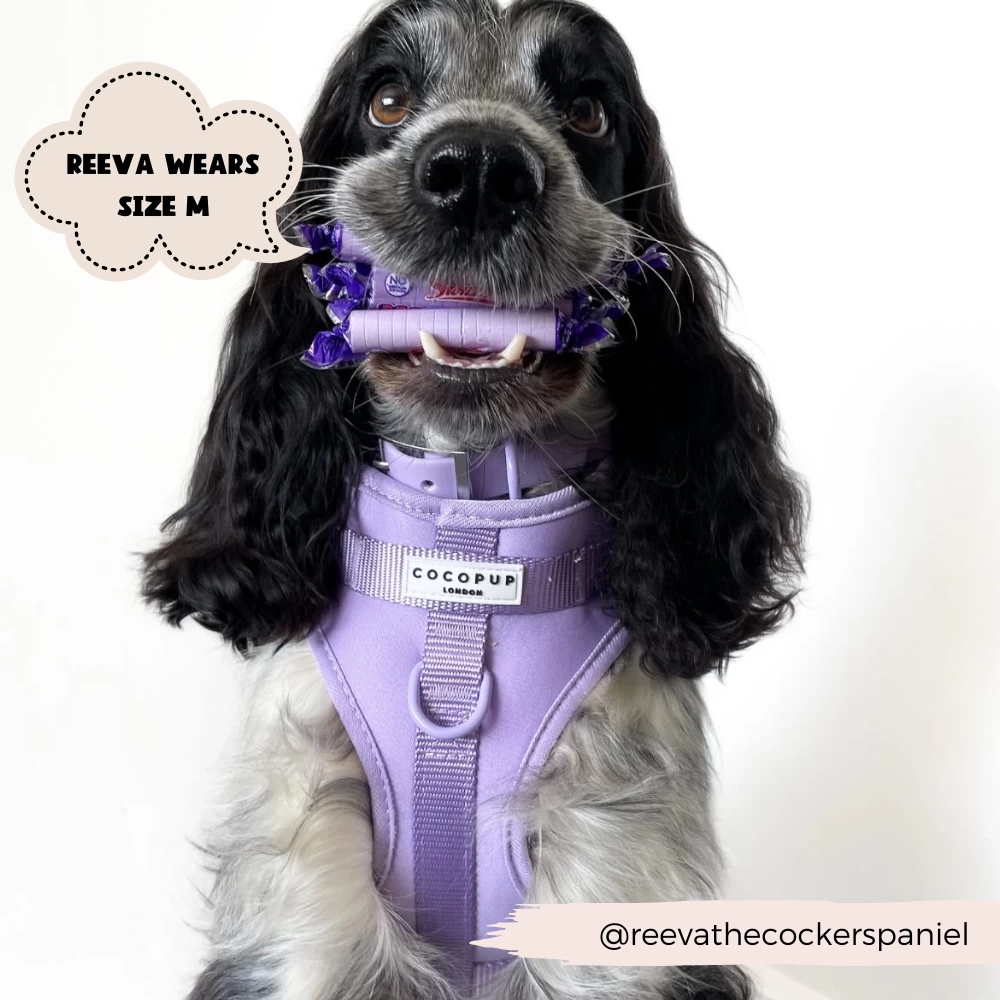 NAKD Adjustable Neck Harness, Lead, Collar & Poop Bag Holder Bundle - Parma Violets 18 NAKD Adjustable Neck Harness, Lead, Collar & Poop Bag Holder Bundle - Parma Violets - Image 16