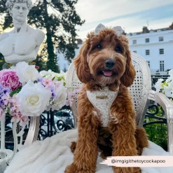 Luxe Garden Meadow Adjustable Neck Harness, Lead & Collar Bundle -Cocopup London 5 688b7583 12fc 4517 9075 93d75f22b962