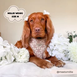 Luxe Mocha Flower Adjustable Neck Harness, Lead & Collar Bundle -Cocopup London 5 7263457b 90dd 4239 b5e0 f5b98a5db16f