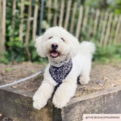 Black Leopard Adjustable Neck Harness -Cocopup London 5 7263f415 314d 4244 9481 d87a22a7a40c