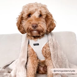 Brown Tweed Adjustable Neck Harness -Cocopup London 5 7613832a c234 4fc0 a947 7d55248db27f