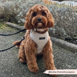 Brown Tweed Adjustable Neck Harness -Cocopup London 5 8cbf74d2 8efe 4800 90cb 1690678c1e15