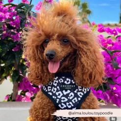 Black Leopard Adjustable Neck Harness, Lead & Collar Bundle -Cocopup London 5 b1af3479 2d9b 43a8 99f5 8694aa30cc2b