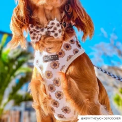 Sunflowers Collar -Cocopup London 5 b90838e1 008a 4ea5 bb1c 573825aa38d5