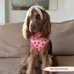 Pupberry Fields Adjustable Neck Harness -Cocopup London 5 c1b06770 1d6e 4b33 bd83 1c518d52d9f7