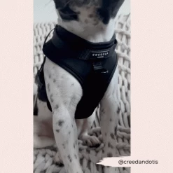 NAKD Adjustable Neck Harness, Lead, Collar & Poop Bag Holder Bundle - Liquorice -Cocopup London 5 c68a91c2 b778 4a57 9339 a87e0e1bf749