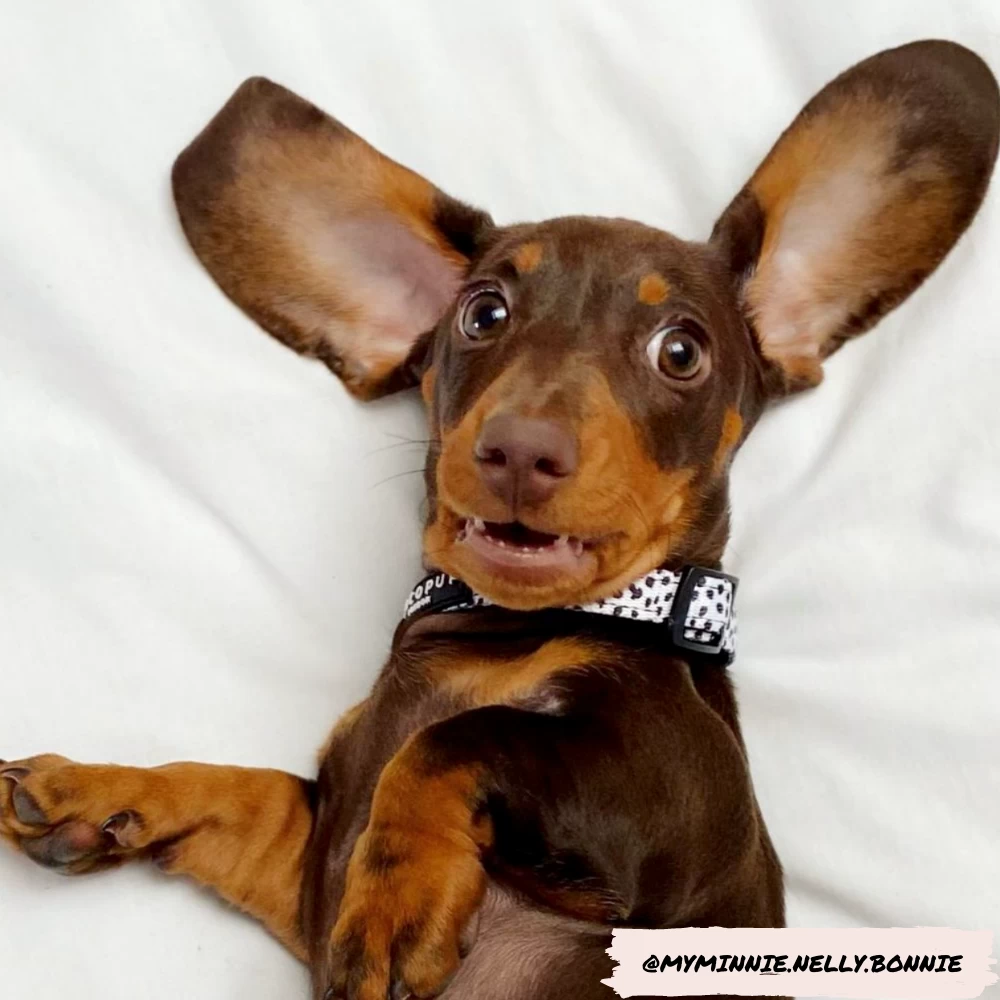 Monochrome Spots Collar 8 Monochrome Spots Collar - Image 6