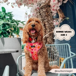 Summer Bloom Adjustable Neck Harness -Cocopup London 5 e3a63cf5 a605 45e7 901b 698f0e241274