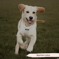 Teddy Dolly Adjustable Neck Harness, Lead & Collar Bundle -Cocopup London 61 9ebd4b69 25a6 4332 b1e8 b86eaf878b8a