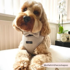 Brown Tweed Adjustable Neck Harness -Cocopup London 65 ef05d968 62ec 4f53 9efe d820f0d4d13a