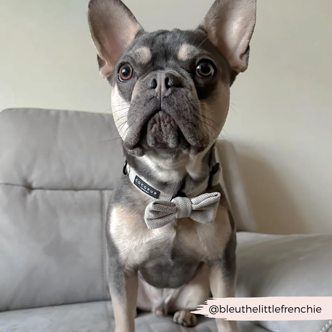 Brown Tweed Bow Tie 10 Brown Tweed Bow Tie - Image 8