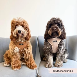 Teddy Adjustable Neck Harness - Paddington -Cocopup London 6 0636522f 1833 4d17 80c6 3d8d7a9402d1