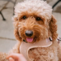 Teddy Adjustable Neck Harness - Rupert -Cocopup London 6 08fd2be6 995c 484b 93c2 d67d22f57209