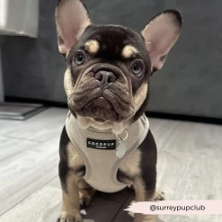 Sage Tweed Adjustable Neck Harness, Lead & Collar Bundle -Cocopup London 6 0fda1a9d a12d 4ddd ad13 3088d267f2d8