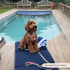 Portofino Pup Adjustable Neck Harness -Cocopup London 6 10c5e7e4 aa9c 447b a404 e34cb6a2ea7f