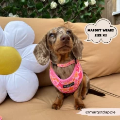 Summer Bloom Adjustable Neck Harness -Cocopup London 6 1eee1346 75c8 40a3 adf5 89a83fbbec23