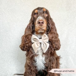 Luxe Velvet Sailor Bow Tie - Champagne -Cocopup London 6 24dfa1d1 b80c 4cc6 8f74 b796125b204f