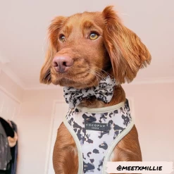 Ivory Tort Bow Tie -Cocopup London 6 390743ab 1022 4e7a a497 b793fec6ef2f