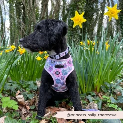 Pastel Flowers Collar -Cocopup London 6 3ca2a064 ec48 4aea a6b0 c2cac91736b0