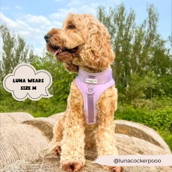 NAKD Adjustable Neck Harness - Parma Violets -Cocopup London 6 56f0d44d 4238 4fbd a088 f9b35c0d1295