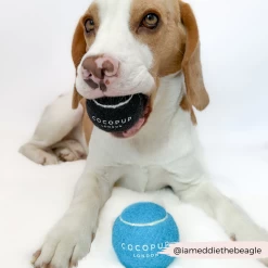 Tennis Ball - Bright Blue -Cocopup London 6 64231dc0 8bc0 452d b933 189dd3547318