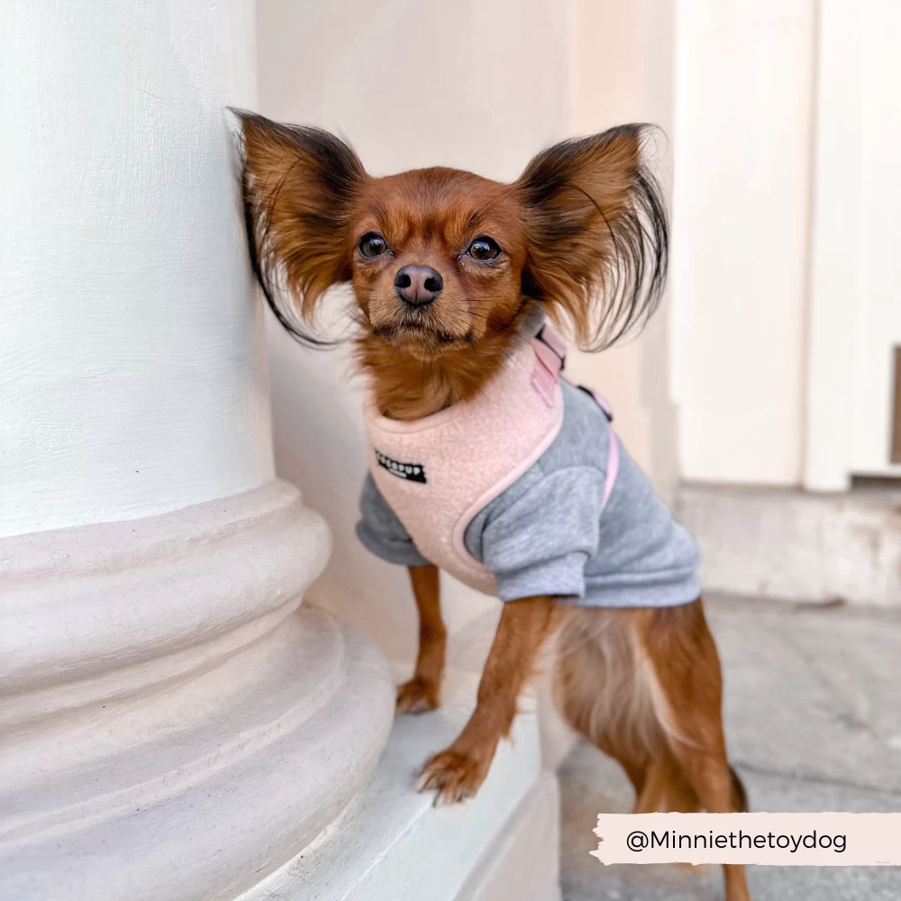 Teddy Adjustable Neck Harness - Love-a-Lot 13 Teddy Adjustable Neck Harness - Love-a-Lot - Image 11