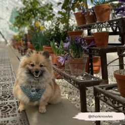 Sage Leopard Adjustable Neck Harness -Cocopup London 6 aed1eabf c793 40bc 9f3b f4e0f5d515a0