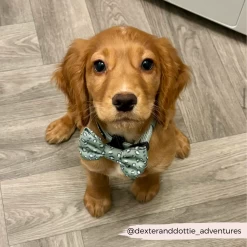 Sage Leopard Bow Tie -Cocopup London 6 c4604da4 7071 4f1f abae 4d5628c7b09e