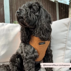 Teddy Adjustable Neck Harness - Paddington -Cocopup London 6 eff03ab2 4a9d 4c81 a93b d5386e882a96