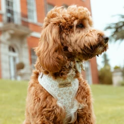 Luxe Adjustable Neck Harness - Garden Meadow -Cocopup London 6 fc47d220 824c 4c4d a413 bca72deff304