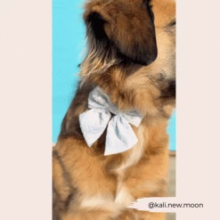 Luxe Sailor Bow Tie - Baby Blue Flower -Cocopup London 71