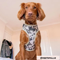 Ivory Tort Adjustable Neck Harness -Cocopup London 7 3345eddd a118 492e b3df 3b44658dd5b3