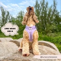NAKD Adjustable Neck Harness, Lead, Collar & Poop Bag Holder Bundle - Parma Violets 38 NAKD Adjustable Neck Harness, Lead, Collar & Poop Bag Holder Bundle - Parma Violets -Cocopup London 7 5f770ed5 1077 48c9 8e6e 642b12ecd1fd