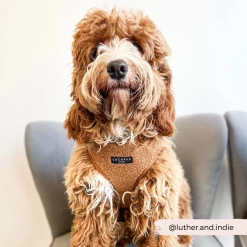 Teddy Adjustable Neck Harness - Paddington -Cocopup London 7 669d3a5f 1f40 414b 91c0 f47ea4e63b81