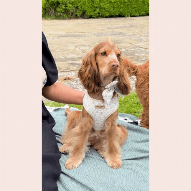 Luxe Dog Walking Bag Bundle - Garden Meadow 13 Luxe Dog Walking Bag Bundle - Garden Meadow - Image 11