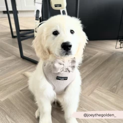 Brown Tweed Adjustable Neck Harness, Lead & Collar Bundle -Cocopup London 7 c961fb62 50ab 4069 ac6c 2003263d0f11