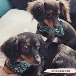 Khaki Leopard Bandana -Cocopup London 7 ccef222f 4f0f 4b2f 93fb 43dbc7a01931