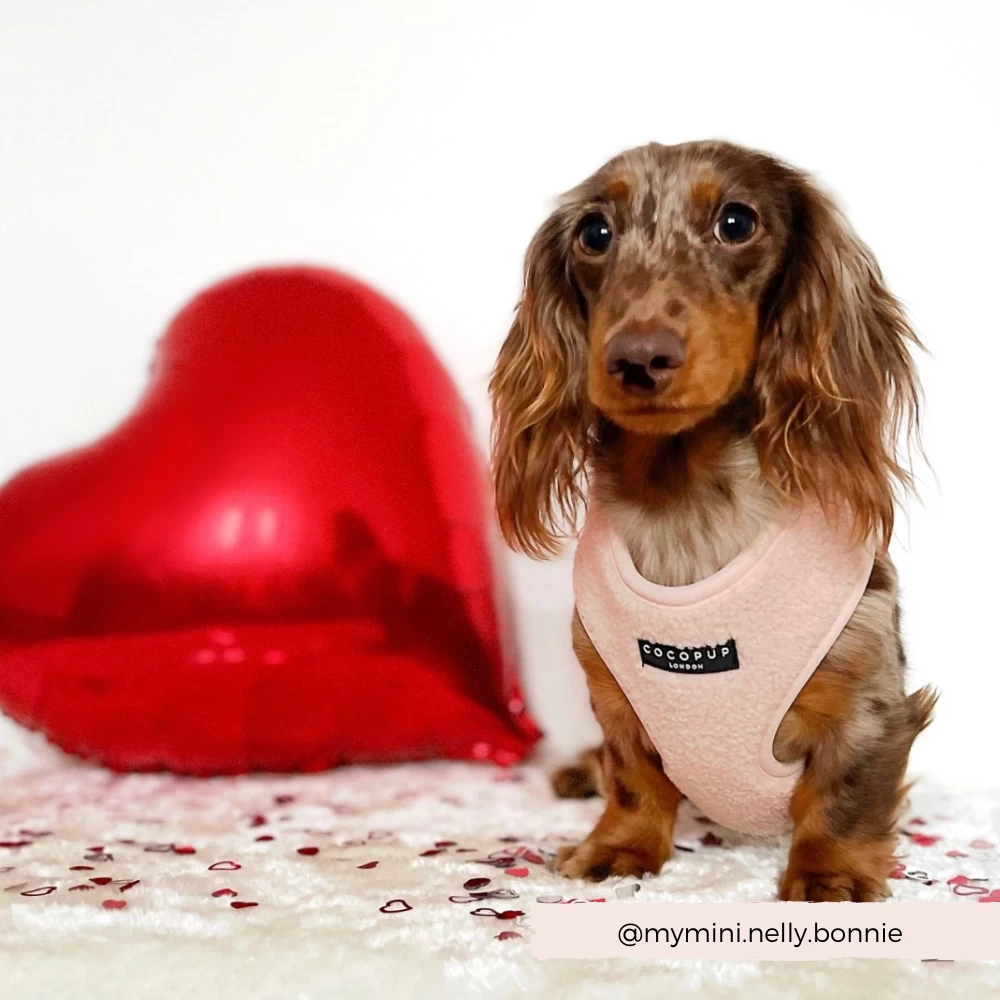 Teddy Adjustable Neck Harness - Love-a-Lot 9 Teddy Adjustable Neck Harness - Love-a-Lot - Image 7